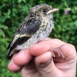 Pied fly chick in hand